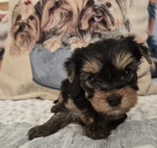 Yorkshire Terrier - Fantastic Dream