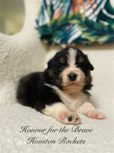 Berger australien - Honour For The Brave Houston Rockets