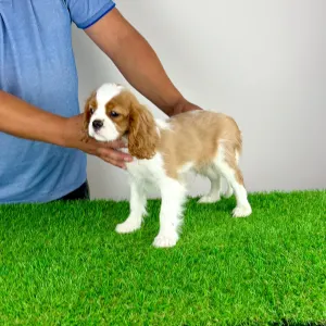 Cavalier King Charles Spaniel - Orbin