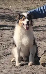 Australian Shepherd - Dailos Lions In The Wild 