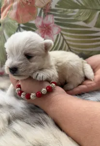 West Highland White Terrier - Betty