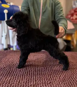 Óriás uszkár - Black Girl