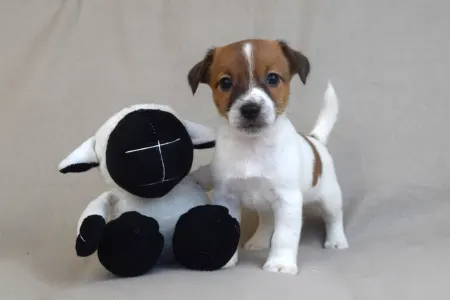 Jack Russell Terrier - Sailor