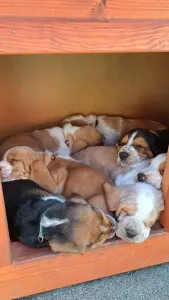 Basset Hound - Amadeus