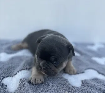 French Bulldog - Theo