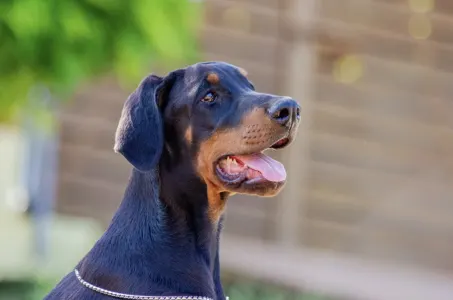 Dobermann - Antonio