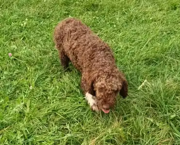 Romagna Water Dog - Ava