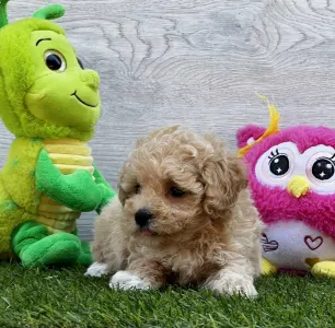 Maltipoo - Pixi