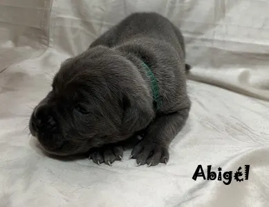 Cane corso - Abigél