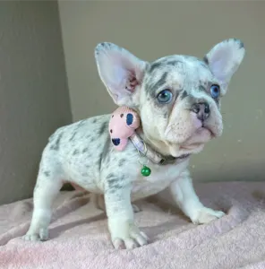 Französische Bulldogge - Elina