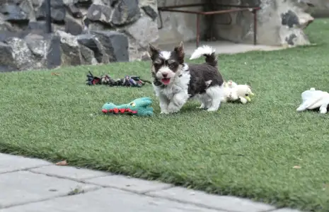 Biewer Terrier - Odin 