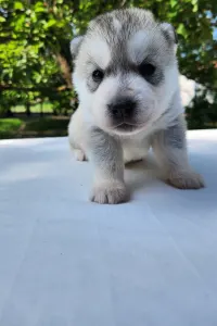 Siberian Husky - Sadachbia Of Polar Moonlights