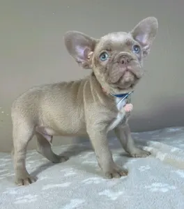 Französische Bulldogge - Clark