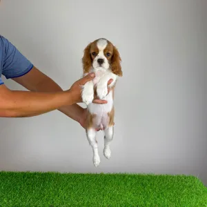 Cavalier King Charles Spaniel - Orbin