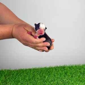 Boston Terrier - Hugh