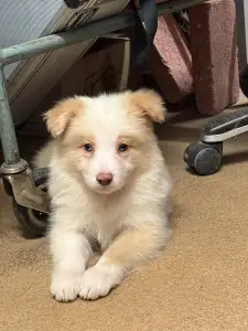Border Collie - Red Girl