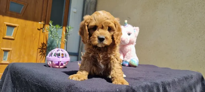 Cavapoo - Enzó