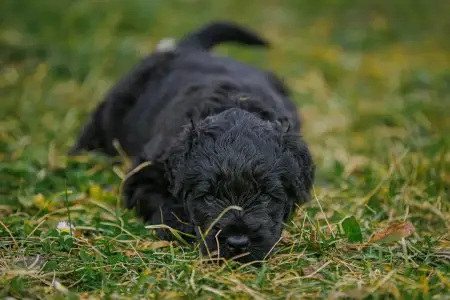 Orosz fekete terrier - Hills Diamonds