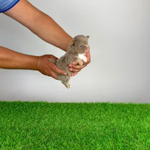 Chihuahua - Hurry