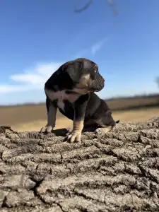 Cane Corso Italiano - Sofi