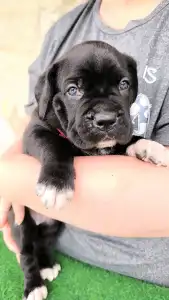 Cane Corso - Desi