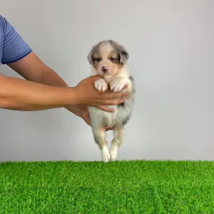 Australian Shepherd - Wolf