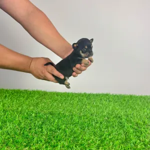 Chihuahua - Luigi