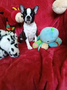 Boston Terrier - Émy