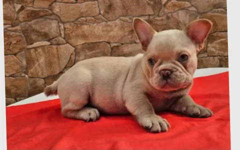 Francuski buldog - Domonkos