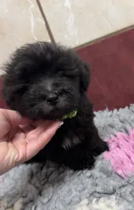 Bolończyk kolorowy - Andrej