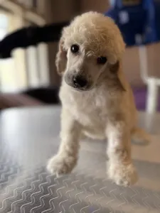 Střední pudl - White Boy