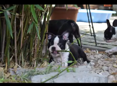 Boston Terrier - Gina