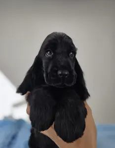 Английский кокер-спаниель - Silent Knight