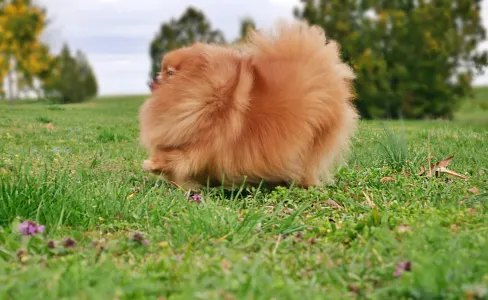 Yorkshire Terrier - Armani Agent