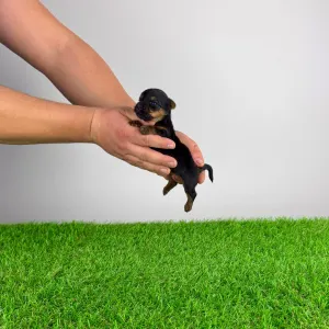 Yorkshire Terrier - Petty