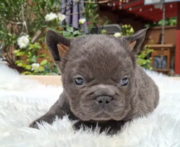 Francia bulldog - Glória 