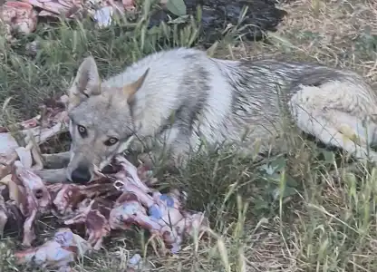Tschechoslowakischer Wolfhund - Wolf
