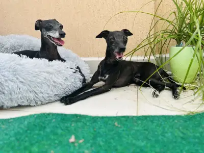 Olasz agár - Libero Lieto Italian Greyhound Kennel