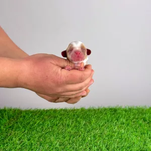 Кавалер кинг-чарльз-спаниель - Helen 