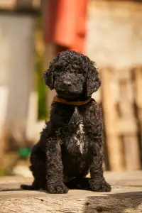 French Water Dog - Fudge