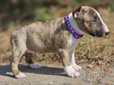 Miniatűr bullterrier - Piszok