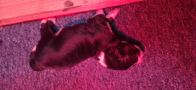 Border Collie - Negró