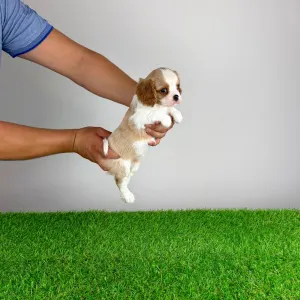 Cavalier King Charles Spaniel - Vila