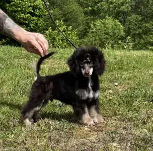 Barbone nano - Zuma ( Fci )
