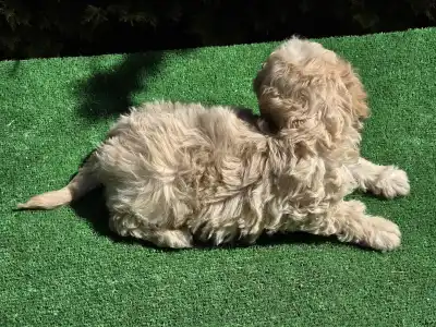 Cavapoo - Flora