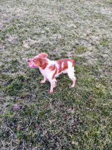 Brittany Spaniel - Sofia