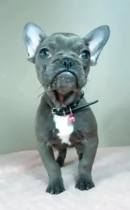 French Bulldog - Daisy 