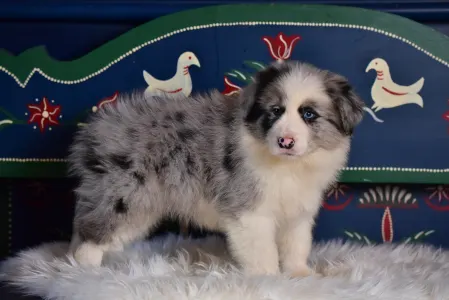 Border Collie - Enigma 