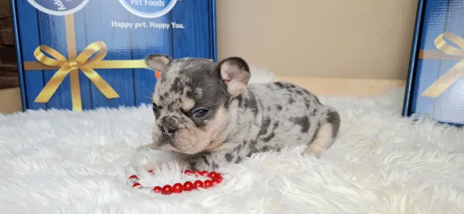 French Bulldog - Zyva