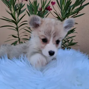 Corgi galez Pembroke - Camila